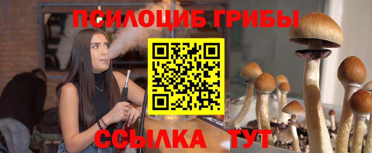 Псилоцибиновые грибы Psilocybe  Вход с VPN  Владимир 